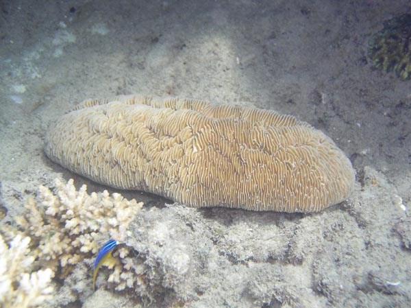  Ctenactis echinata
